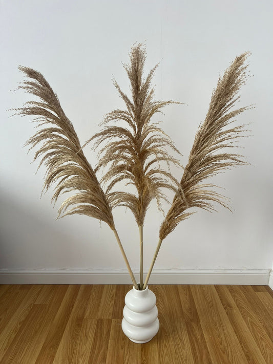 Set 3 plante naturale uscate pampas, 120 cm, maro