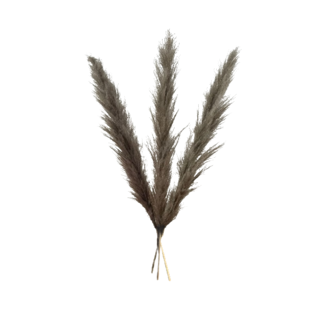 Set 3 plante naturale uscate pampas, 120 cm, gri