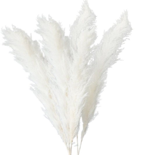 Set 5 plante naturale uscate pampas, 120 cm, alb