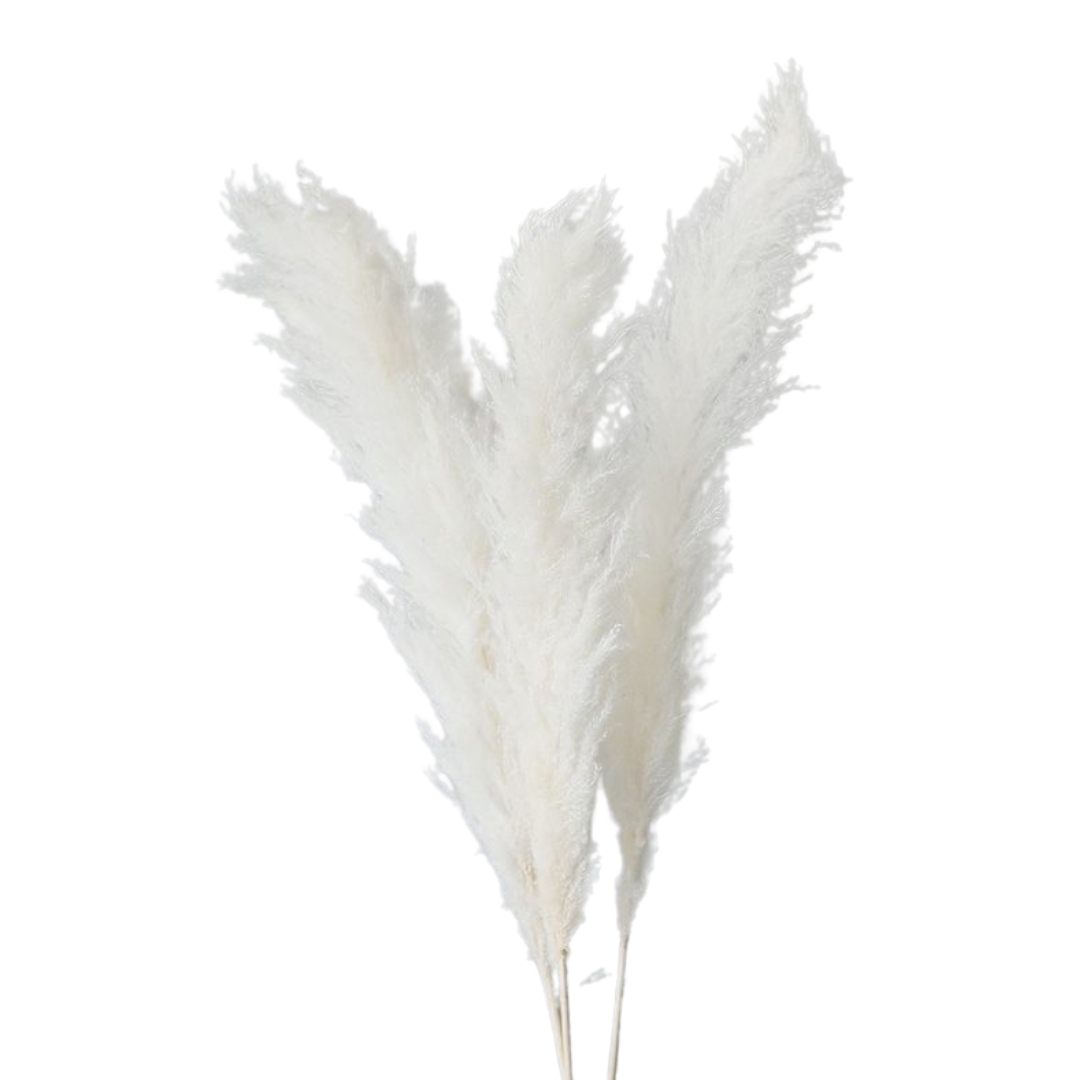 Set 3 plante naturale uscate pampas, 120 cm, alb